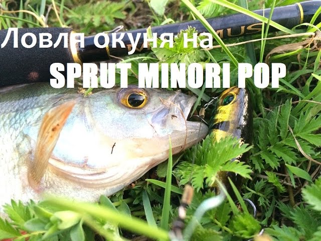 Ловля окуня на SPRUT MINORI POP