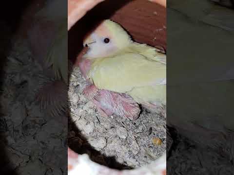 cute baby lovebirds......
