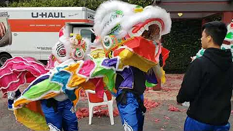 Tyun Yee Tong 5 lion Routine at Yume Koi 2019