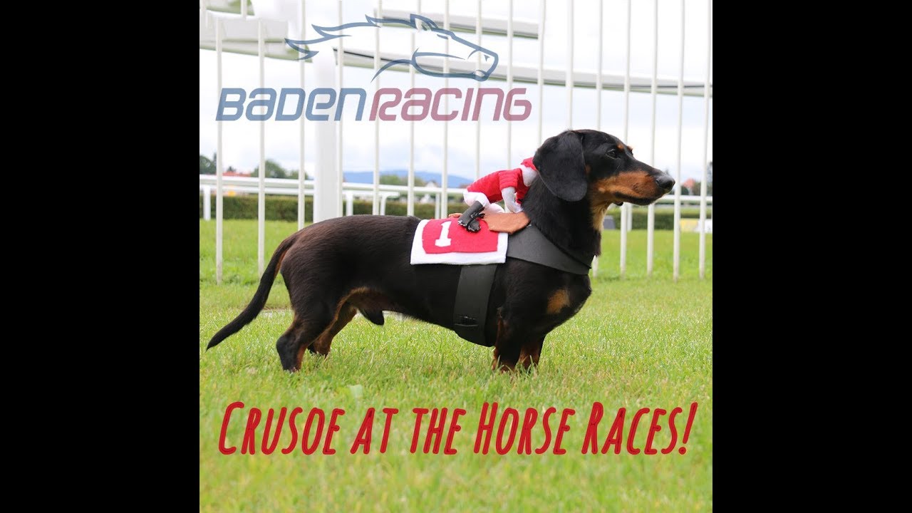 Crusoe Dachshund at the Horse Races! Baden Racing, Germany