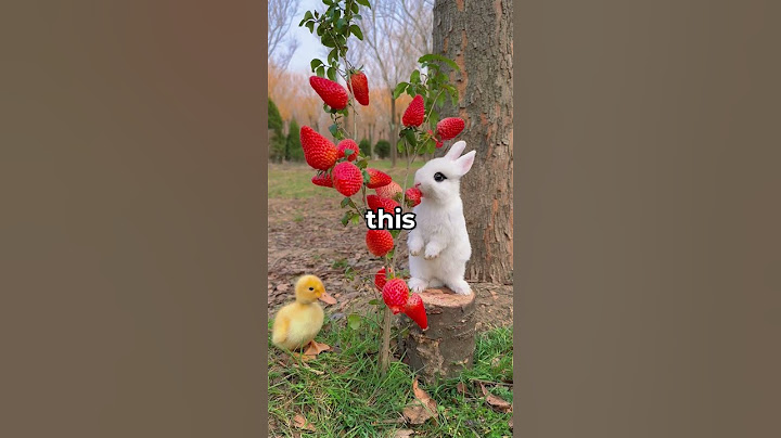 Why Do RABBITS Like CARROTS? 🥕