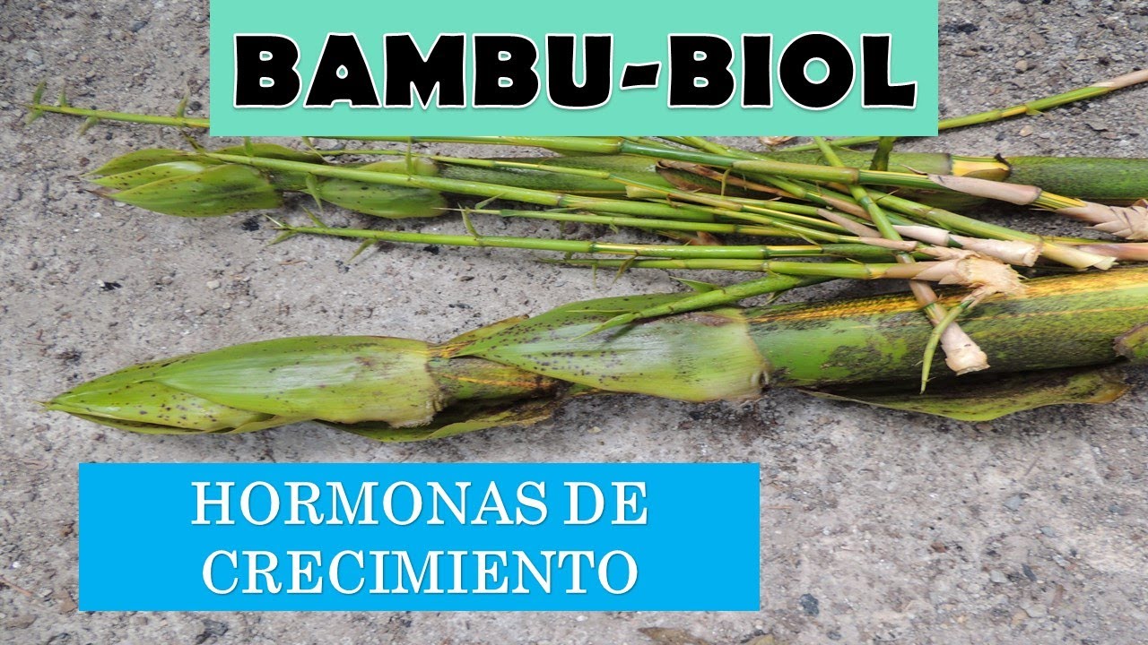 BIOFERTILIZANTE CON BAMBÚ | GIBERELINAS | HORMONAS NATURALES