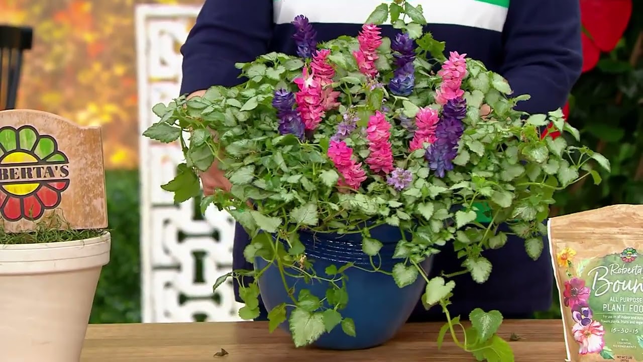 Roberta's 4-piece Lamium Plants on QVC