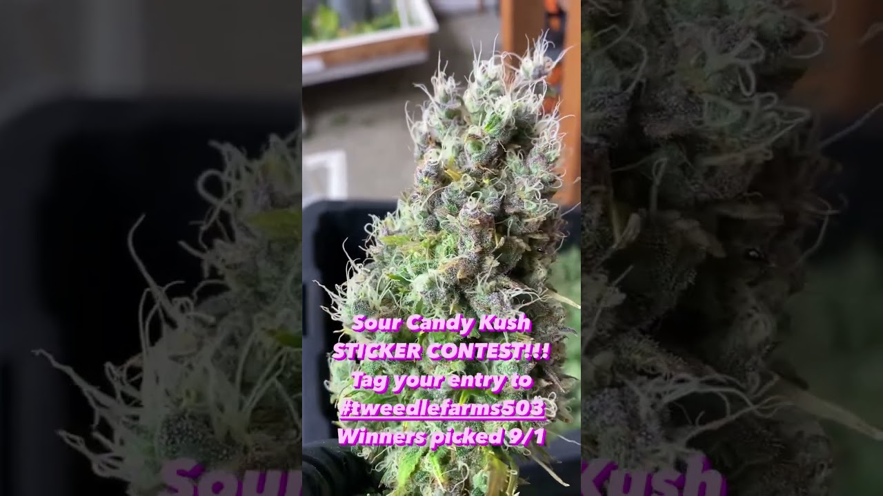 Sticker contest for our new Sour Candy Kush! Enter and tag 