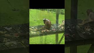 Orangutans & Monkey Feeding Platform.