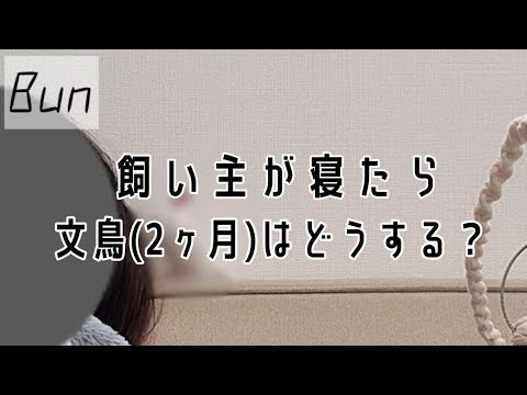 【検証】寝たふりしてみました。　java sparrow