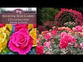 America&#39;s Best Rose Garden |  San Jose Municipal Rose Garden