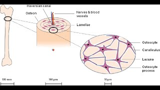 Osteocytes Definition, Functions, Characteristics, Role In Bone Health, Dysfunction