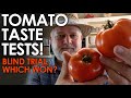 Tomato Taste Test! Finding the BEST TASTING Tomato || Black Gumbo