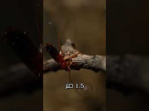 اغرب سمكة في العالم قناصة الحشرات