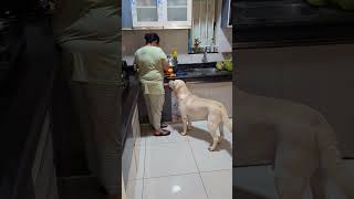 Nani ke pas jaun ya Nana ke pas jaun... #pawsome #funny #dog #labrador #cutedog #doglovers #trending