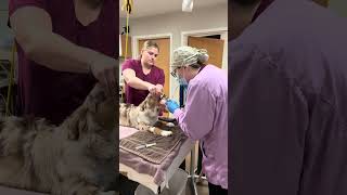 Penn Foster Externship 2 (REV2202) Skill 7 ET Tube Placement