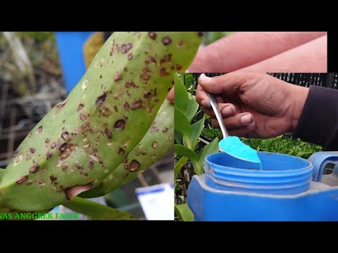 Video: Bagaimana cara menyimpan anggrek? Penyakit Anggrek dan Pengobatannya