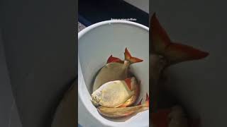 A parte nada fácil. Limpar os peixes do Breno.