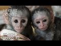 Three Orphan Baby Vervet Monkeys Are Rescued - Vervet Forest - S2 Ep.5