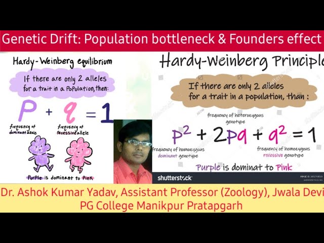 Hardy Weinberg Law of genetic equilibrium/ full explanation in Hindi