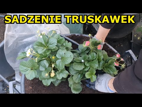 Sadzenie Truskawek w WIELKIEJ Doniczce | Uprawa Truskawki Całorocznej w Doniczkach