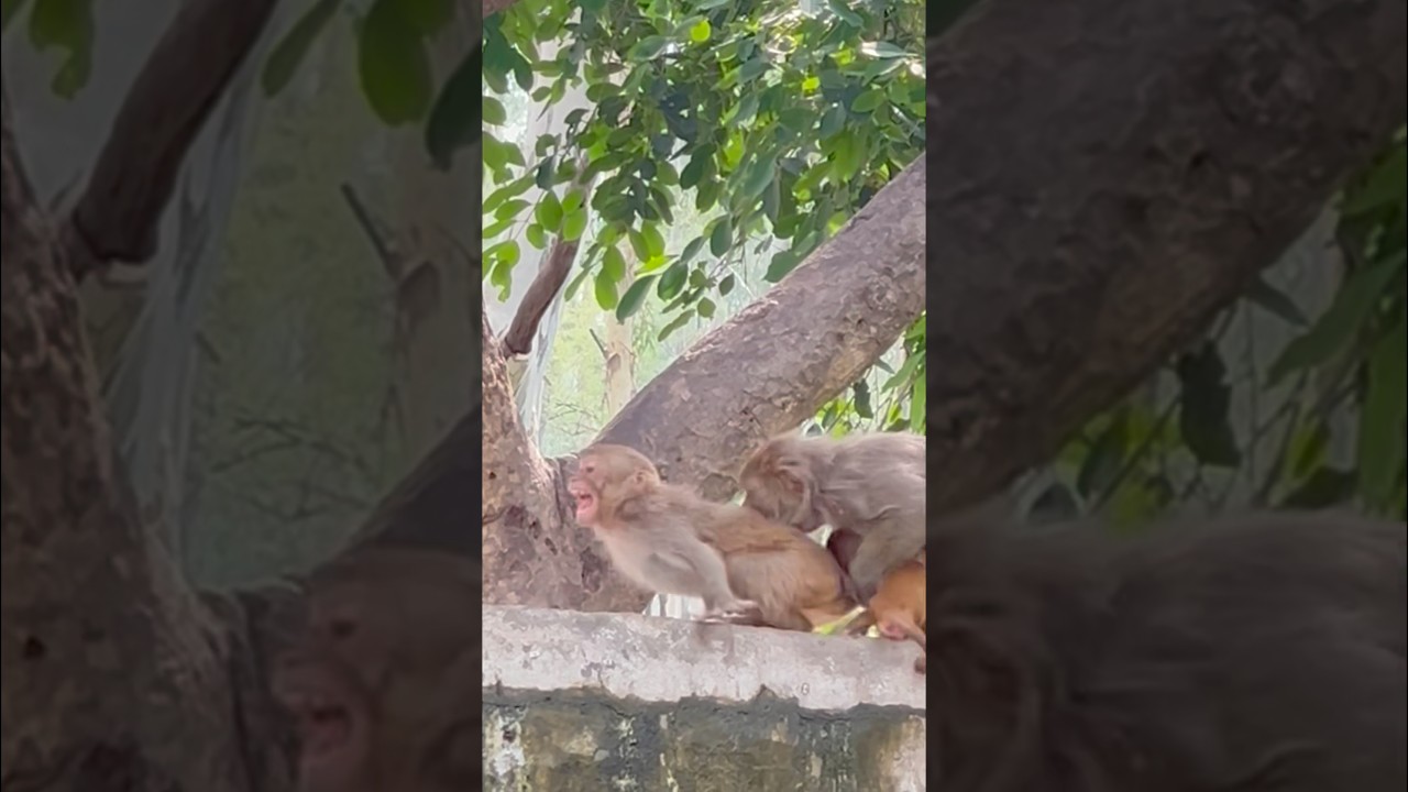 “Monkey Drama: Teen Attacked in Front of Baby!”