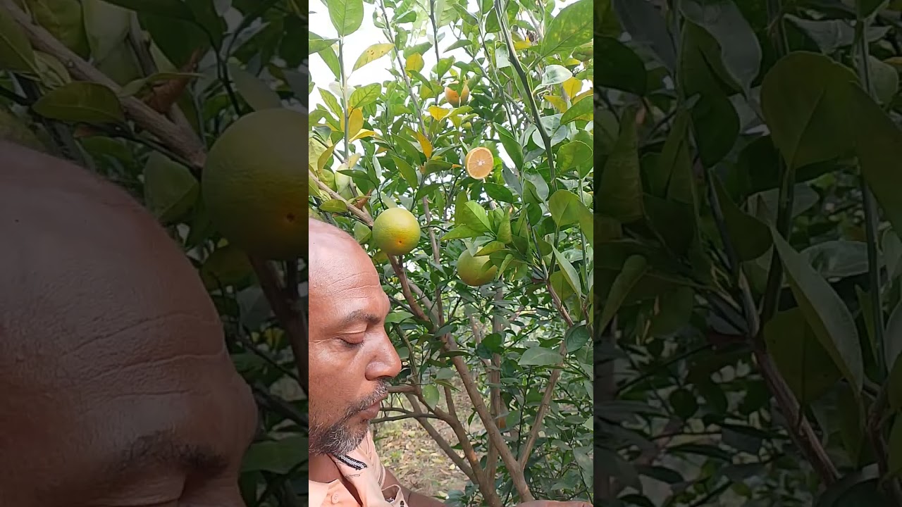 জাতের নাম: মরক্কো মালটা, এই জাতের বিভিন্ন সাইজের চারা কিনতে যোগাযোগ করুন নাম্বার ০১৭২৯৩০৮৫৭৮