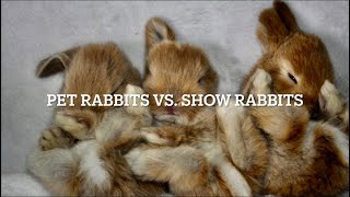 Mini Lop Bunnies  Show Vs. Pet Quality!