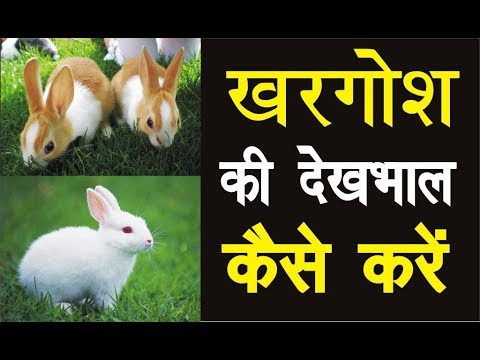 खरगोश की देखभाल कैसे करे  | Rabbit Farming | खरगोश पालन की पूरी जानकारी हिंदी में