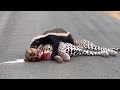 Leopard Thought It Was an Easy Kill Until the Honey Badger Fought Back