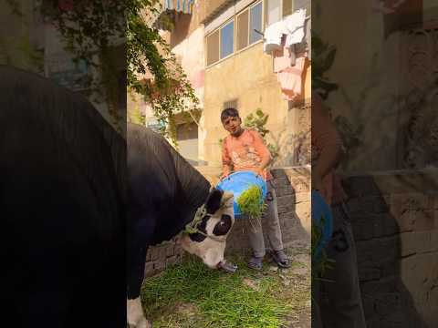 سيب العجل واجري