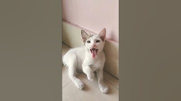 😹 Funny cat video #funnycat #catvideos #cat #cutecat #ai