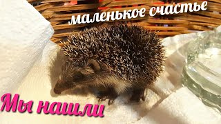 МЫ НАШЛИ МАЛЕНЬКОГО ЁЖИКА! МЫ НАШЛИ МАЛЕНЬКОГО ЁЖИКА!