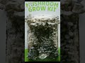 Amazing mushroom growth timelapse 