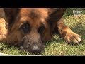 Military Dog Adjusts To Civilian Life | Kritter Klub