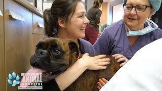 Riverview Animal Hospital - Riverview/Moncton, New Brunswick
