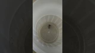 Jumping spider vs big fly
