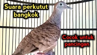 Suara burung perkutut bangkok gacor memanggil lawan cocok untuk pancingan 