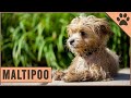 Maltipoo - Dog Breed Information