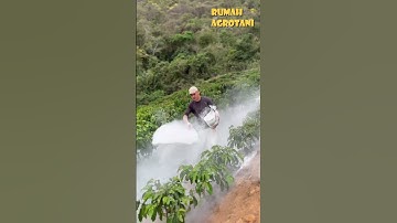 Thumbnail of Begini Teknologi Perawatan Kopi di Brazil #teknologipertanian #kopi