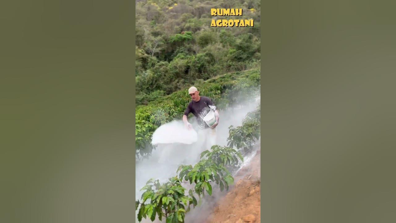 Begini Teknologi Perawatan Kopi di Brazil #teknologipertanian #kopi Begini Teknologi Perawatan Kopi di Brazil #teknologipertanian #kopi