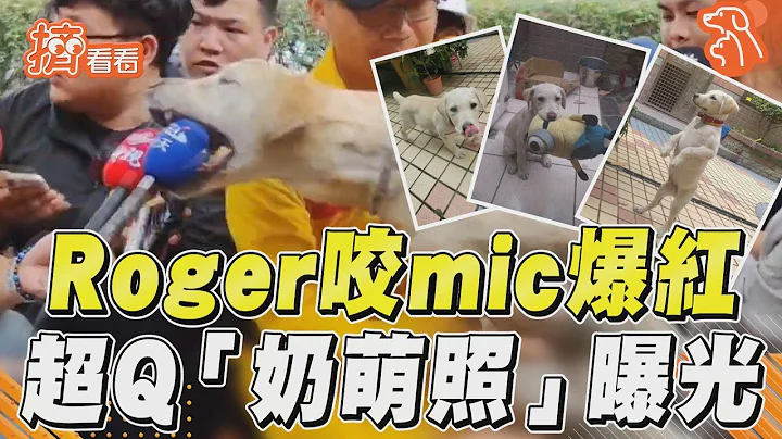 高雄搜救犬Roger咬mic爆紅 超Q幼齒「奶萌照」大曝光｜TVBS新聞@TVBSNEWS02 - 天天要聞