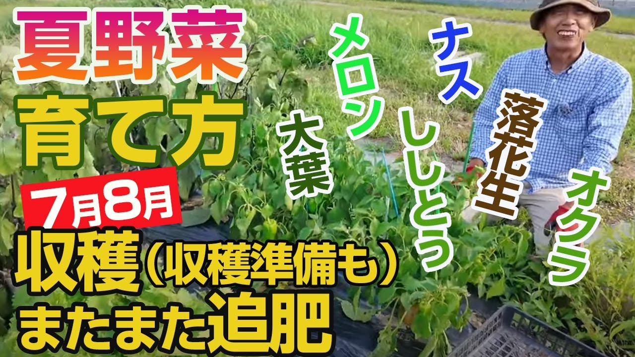 Summer Vegetable Gardening in July & August] Take-chan's Guide to
