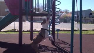 Red Nose Pitbull On Spring Pole