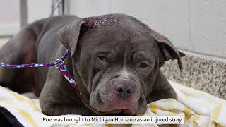 Poe Finds a Family! by Michigan Humane 152 views 10 months ago 1 minute, 36 seconds