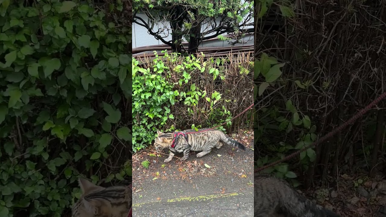 新しい散歩コースへ行ったら、近所の犬に吠えられて、オドオドとビビって、あたふたして退散するまで #猫 #cat #キジトラ