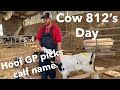 Day In The Life Of Cow 812 | Hoof GP Names  Calf | Day 19