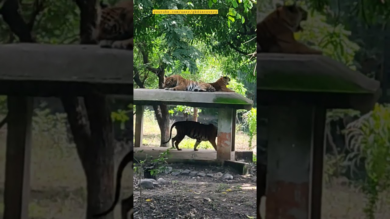 Tiger cleaning claws. Indore zoo 