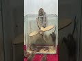 Best home mouse trap/tips mouse trap #mousetrap #rattrap #rat