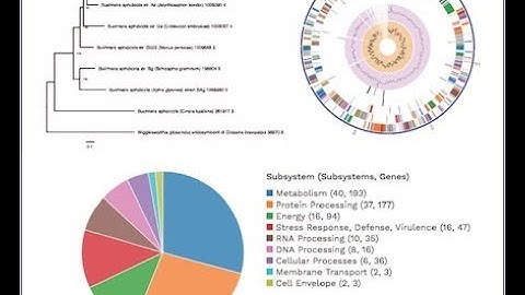 PATRIC Comprehensive Genome Analysis Service Webinar 2018 08 08