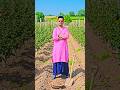 seb ki kheti