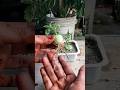 Grow Tomatoes Like a PRO with This 1 Simple Trick!