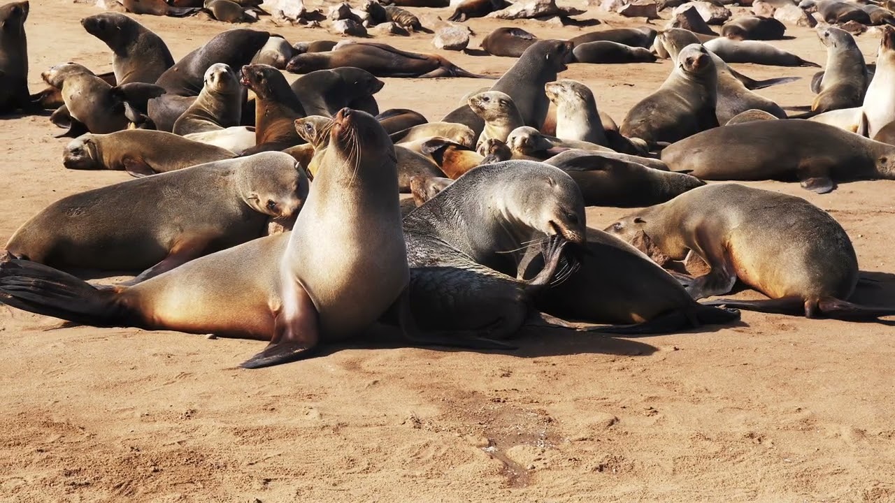 Colony of the brown fur seals (Arctocephalus pusillus), Cape Cross, Namibia (Afrotropical Realm)