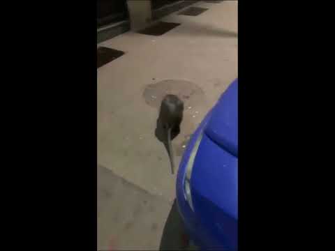 Video: Ratten in de metro: foto